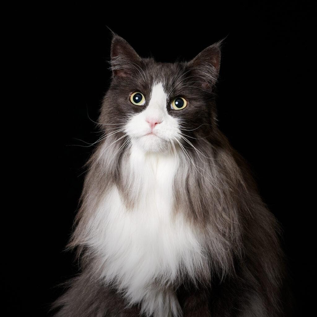 Photographie en studio d'un chat norvégien Studio Mon Aparté Bièvres (Essonne)